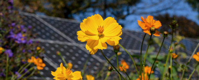 Flowers with Precis Solar Array in the background.
